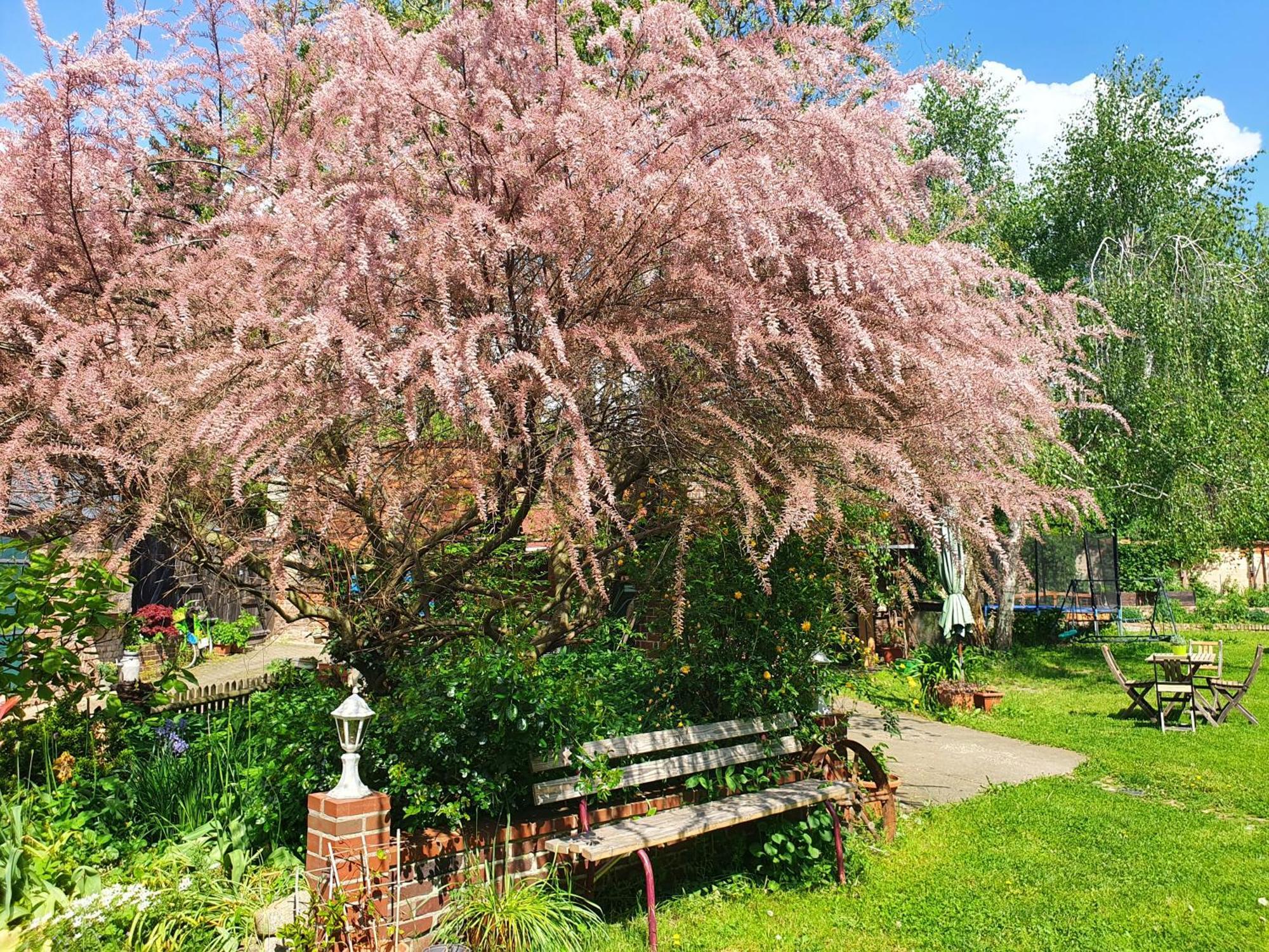 Ferienhof Gruene Kuh Elsteraue Dış mekan fotoğraf